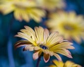 In Depth of Field  11x14