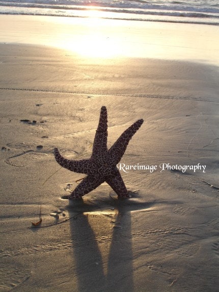 Lone San Diego Starfish  11x14
