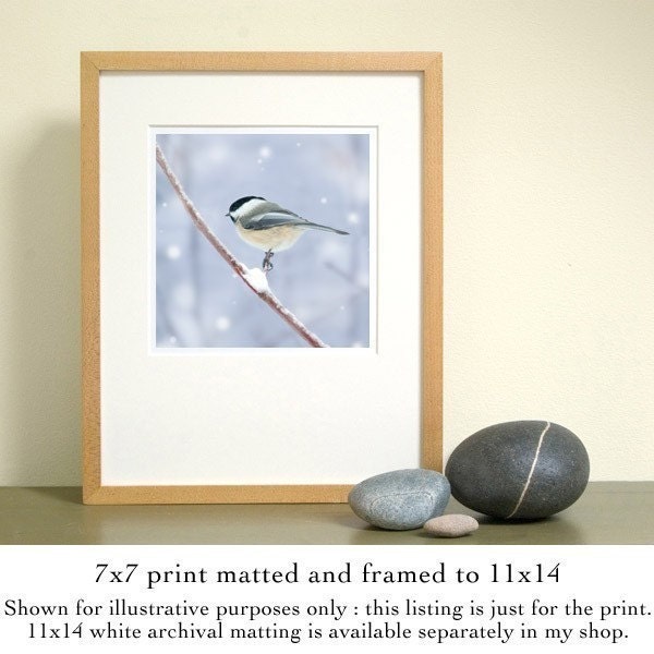 Chickadee in Snow No. 4, 7x7 Bird Print - Free Shipping