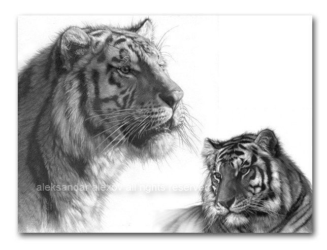 Big Cat Bengal Tiger Wildlife Print - aleksandar