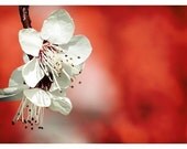 LOVE BLOSSOMS- Spring Flower Fine Art Photograph 8x10
