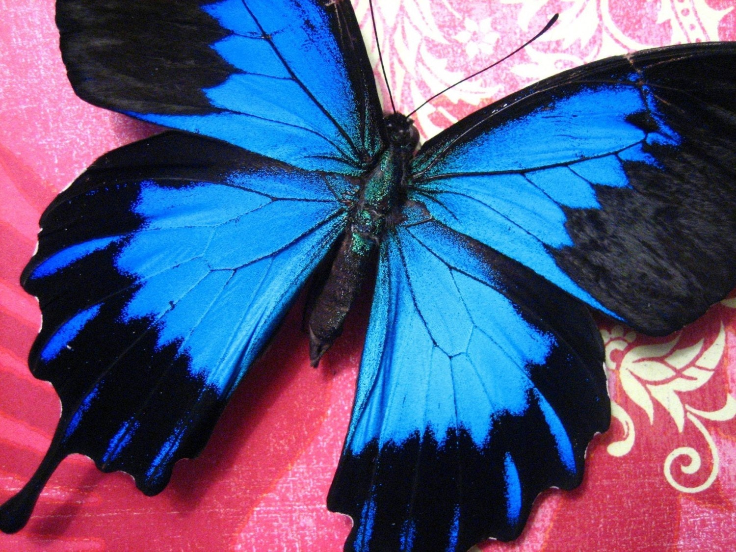 Electric Blue and Pink - Papilio ulysses Butterfly Display