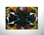 Butterfly Wing Wall Art
