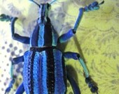 Blue Weevil Insect Art Display