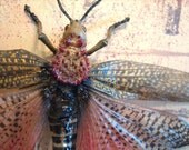 King Grasshopper Display