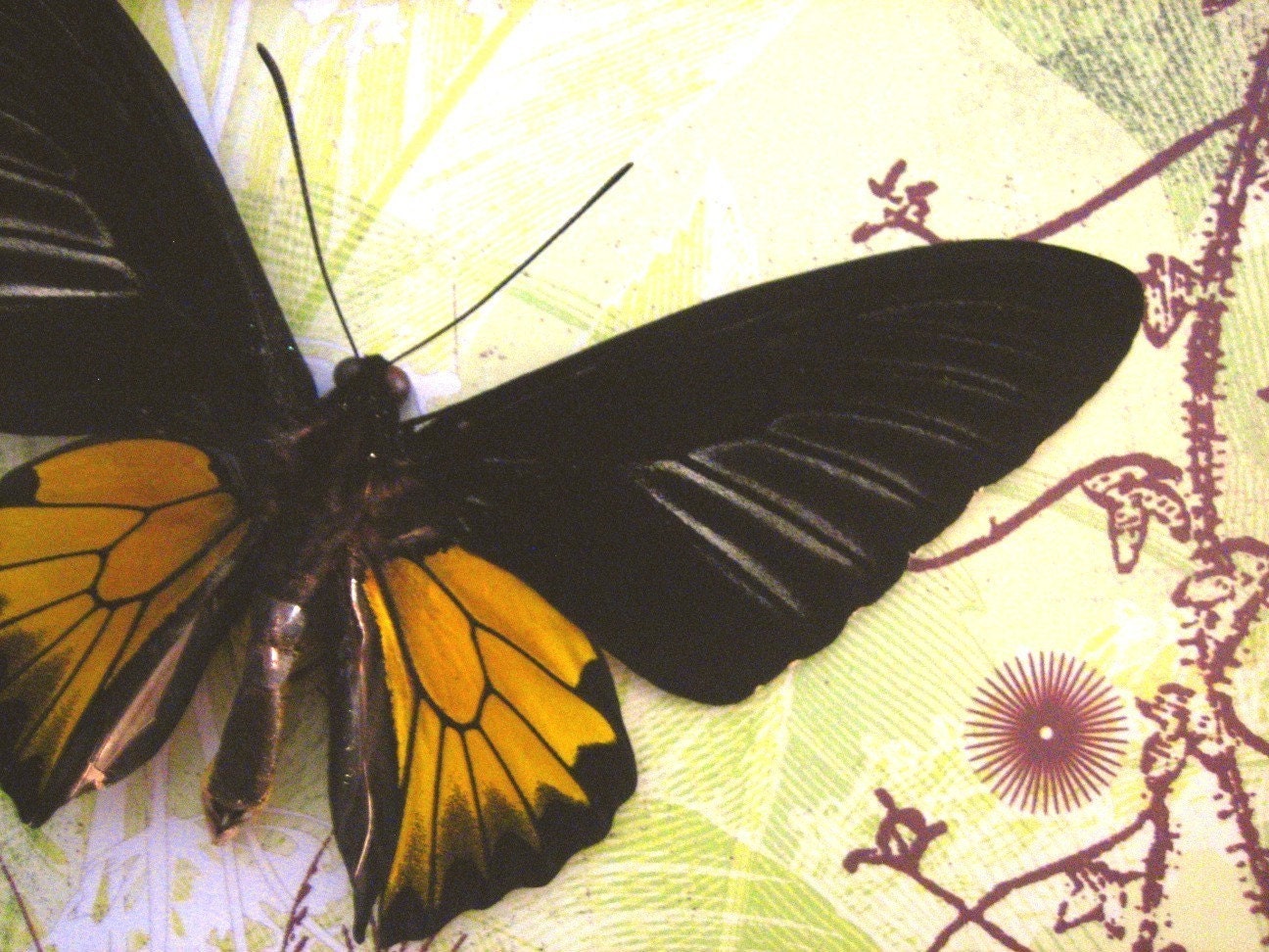 Golden Birdwing Butterfly Display