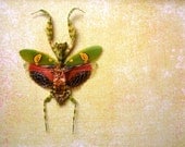 Flower Mantis Pair - Insect Art Display