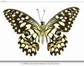OVERSTOCK: Papilio demoleus butterfly pair unmounted