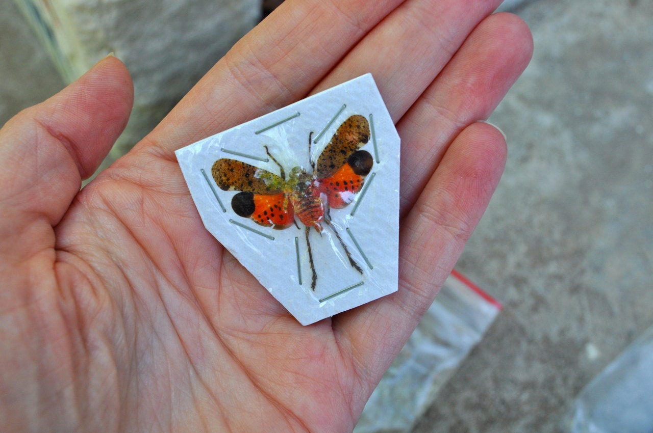 OVERSTOCK: spread Penthicodes pulchella Lanternflies