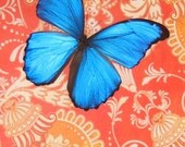 Mandarin Morpho - Framed Butterfly Display