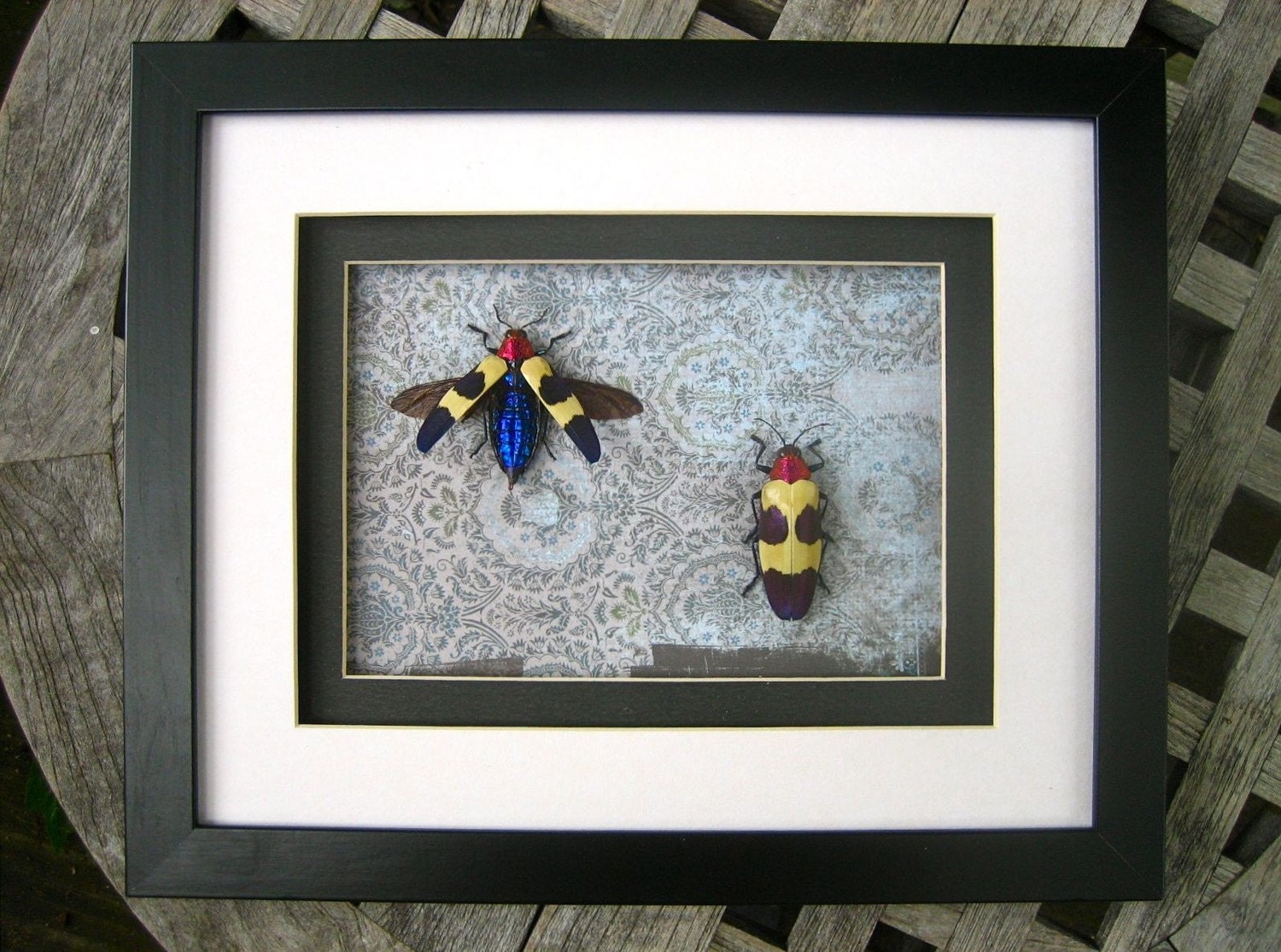 Pink-Headed Jewel Beetle Display