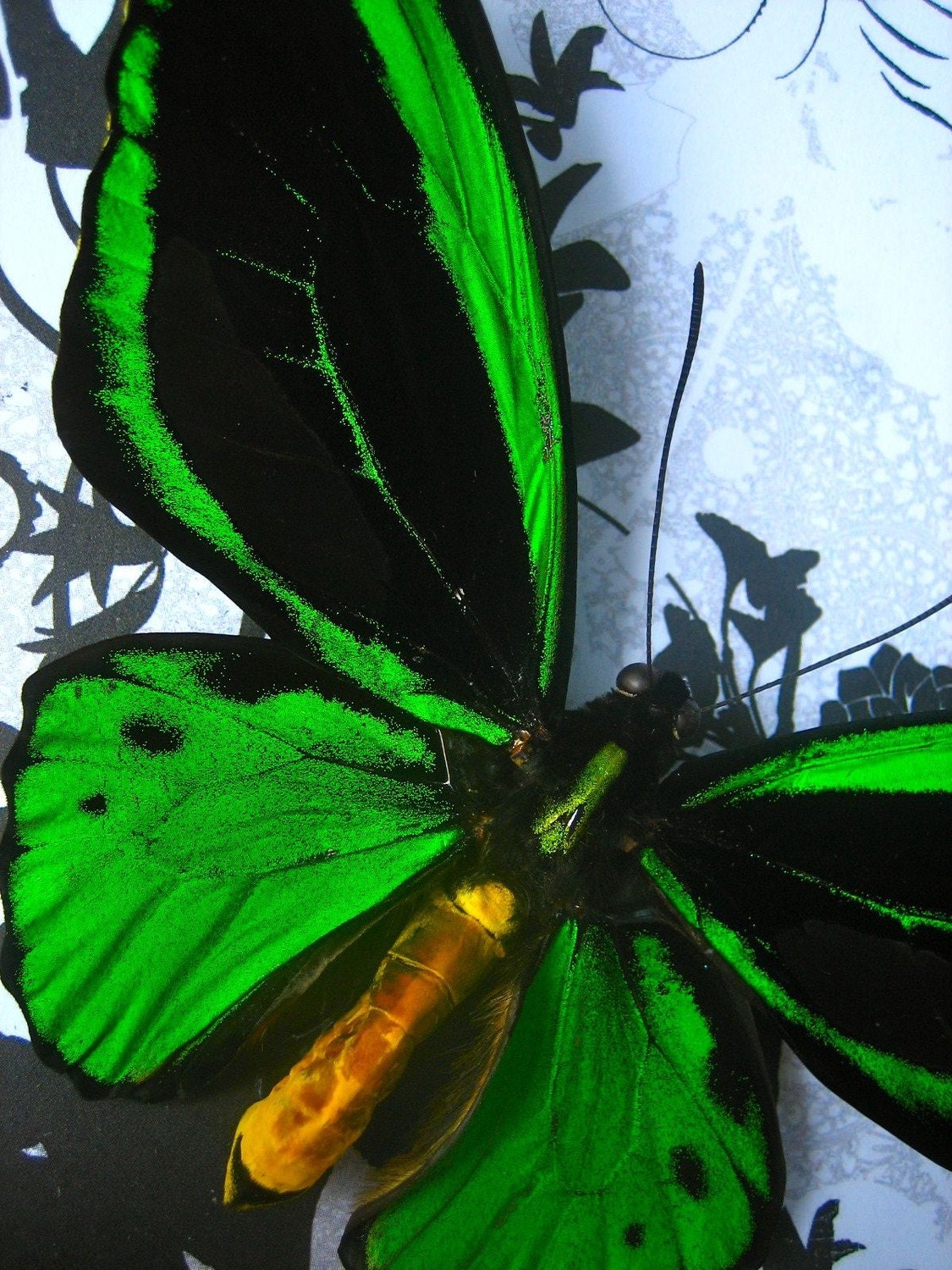 Green Birdwing - Framed Butterfly Display