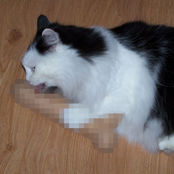 The Original Catnip Dick MATURE Pussy Loves Prick
