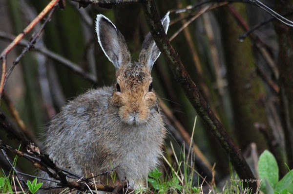 Nature photo wildlife rabbit bunny Donna Ridgway A4C H4H