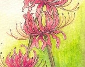 Spider Lilies - 5x7 Print