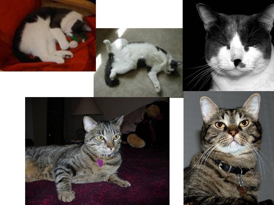 custom crocheted cat