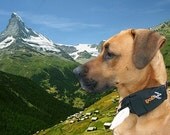 Doggy DayPack
