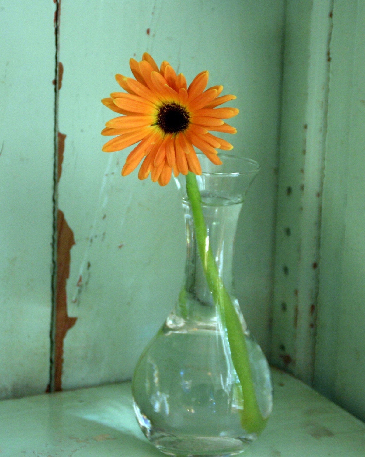 Orange Gerber Daisy on country shelf fine art photo card