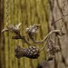 Brass Thistle