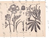INSTANT DOWNLOAD...old botanical print.... Poppy and Cassava plant.... from 1904  digital print no. 656
