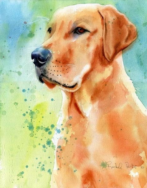 Yellow Labrador Lab Art Original painting dog Pet Portrait in watercolor