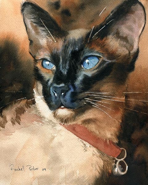 Siamese Cat Seal Point Art Painting Print of my watercolor painting Artwork by Artist Rachel Parker