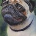 Pug Dog Art Print of my watercolor painting Poised Pug