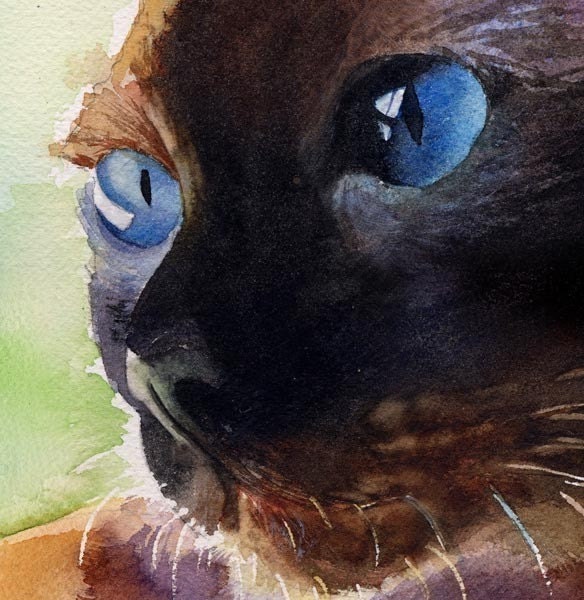 Applehead Siamese cat art Print of my watercolor painting Applehead Lit
