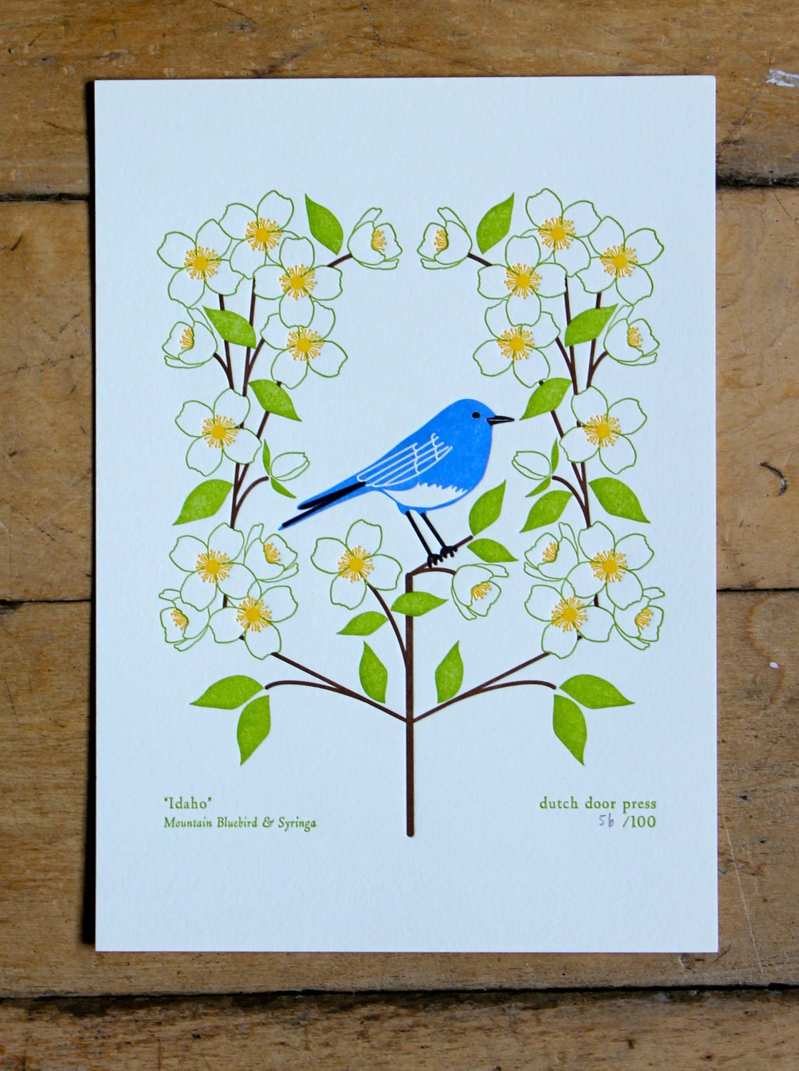 idaho (from birds and blooms of the 50 states)