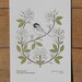 massachusetts (from birds and blooms of the 50 states)