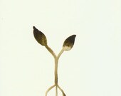 Flora Card 05