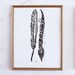 feathers