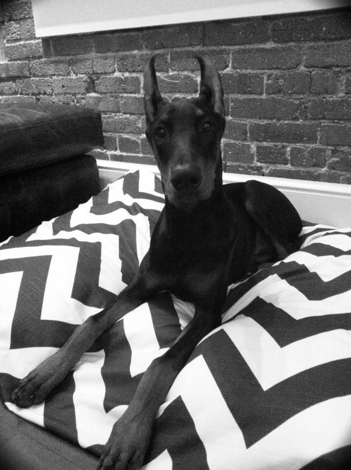 Designer XXL 50x54 Dog Pet Bed Duvet Cover : You Choose Fabric Collection and Color