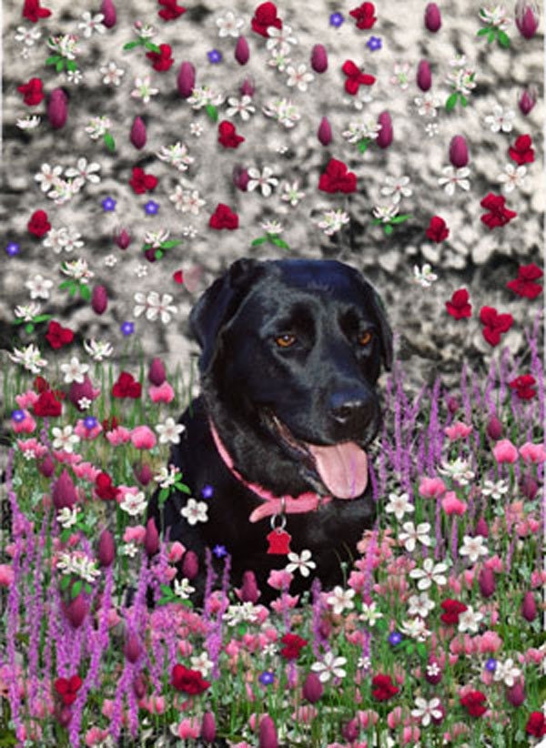 Painting (Digital Collage) - Abby in Flowers - Fine Art Card