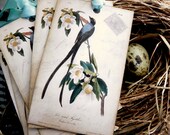 Bird & Bloom-Vintage Style Gift Tags