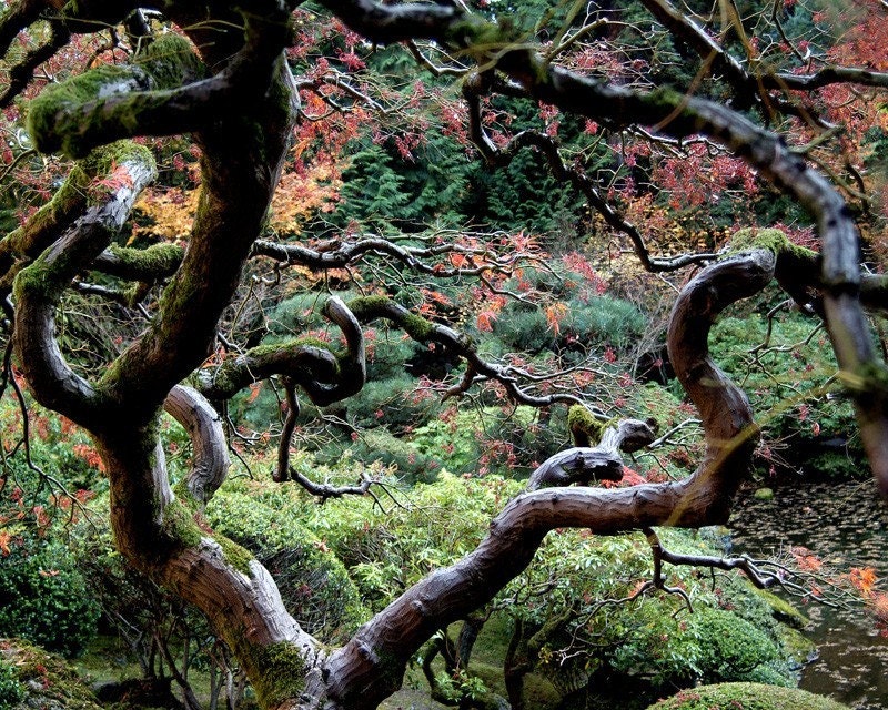 Fine art print of Portland Japanese Garden  (un-mounted)