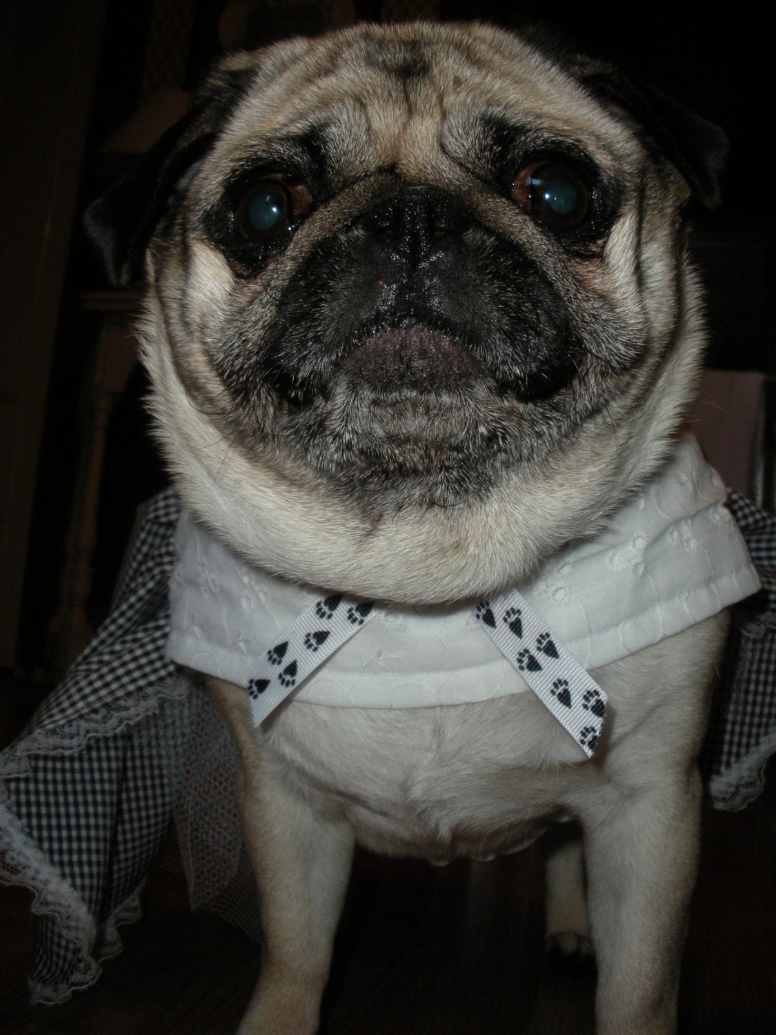 Pug or Small Dog Handmade Dress