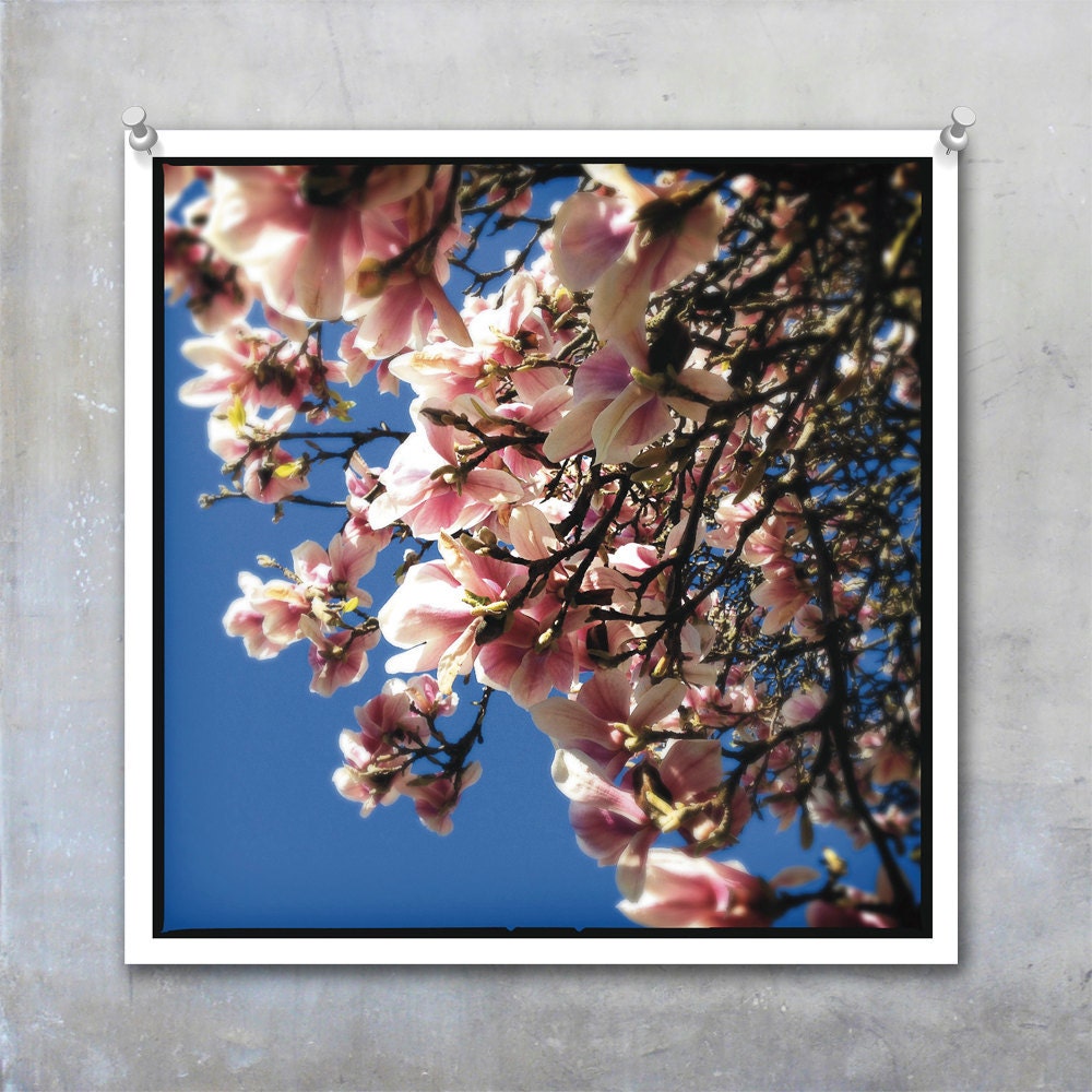 Pale Pink Magnolia Blossoms against a dark blue sky, romantic, spring, summer 7x7 inch square - Fine Art Photo Photograph Print