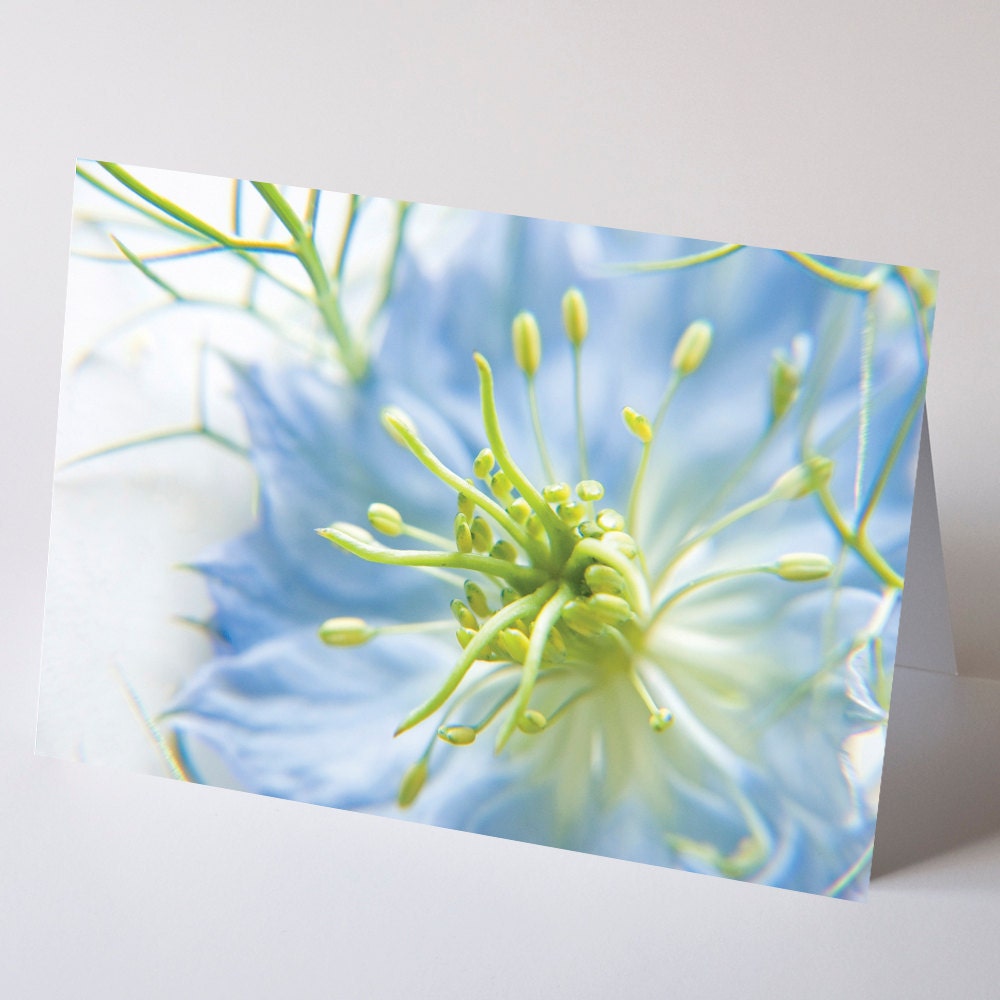 Nature Photo Note Card, Love In A Mist - Nigella, flower, flora, blossom blue white delicate pretty summer