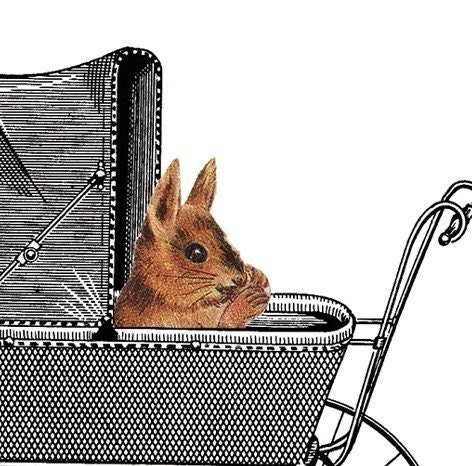 Congratulations On The New Arrival - Baby Squirrel Card
