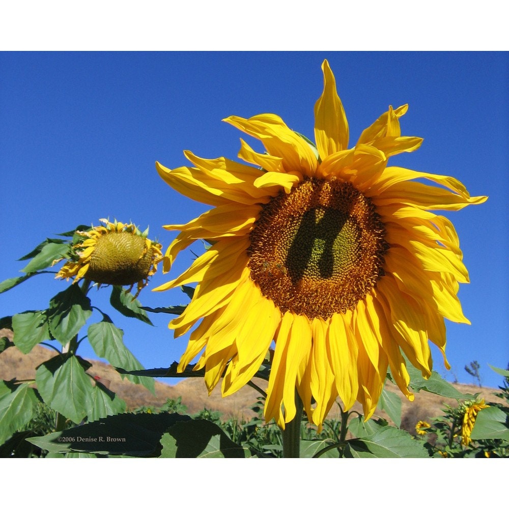 Lombardi Ranch Sunflower, Original Photography Print 8x10