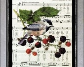 Blackberry, Summer Fruit, Bird on book page print, Chickadee, Upcycled Book Page, Antique Sheet Music Art Print
