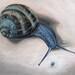 Hand Painted Portrait of a Snail