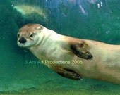 Slidel the Otter swimming and having fun 8x10 printed to Archival standards