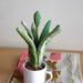 Stuffed Paperwhite Plant