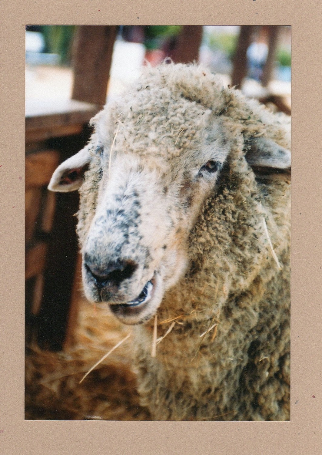Barnyard Sheep Photocard