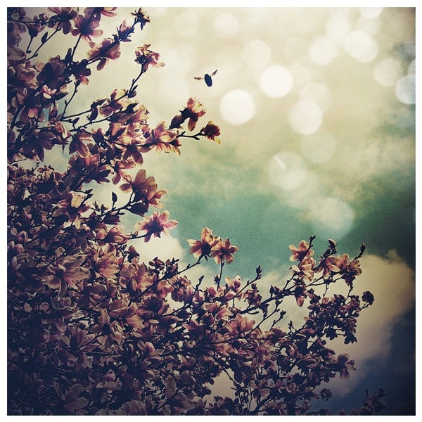 Like a Star Against the Sky... 10x10 Inch Print