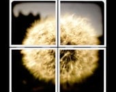 Dandylion - Ceramic Coaster Set