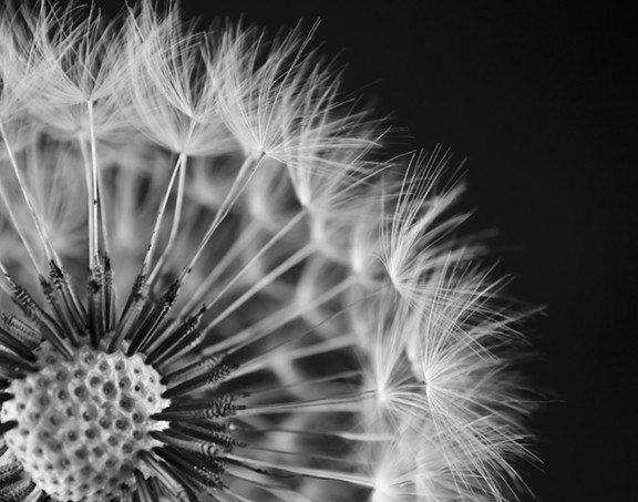 FREE SHIPPING   Dandelion Wishes - Original Black and White Fine Art Photograph - 11 X 14