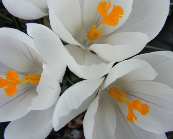 Sprung - 8x10 Floral Photography - Spring Flowers - White Crocuses with Gold Centers